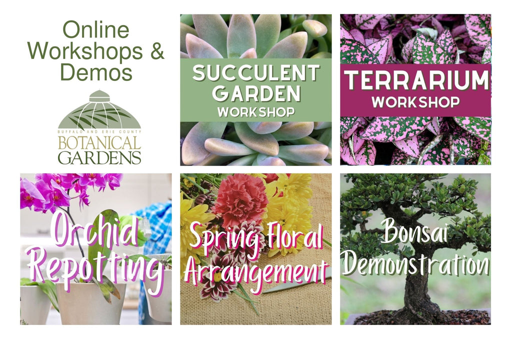 New Take-It, Make-It Workshops and Botanical Demonstrations Announced at the Botanical Gardens!  