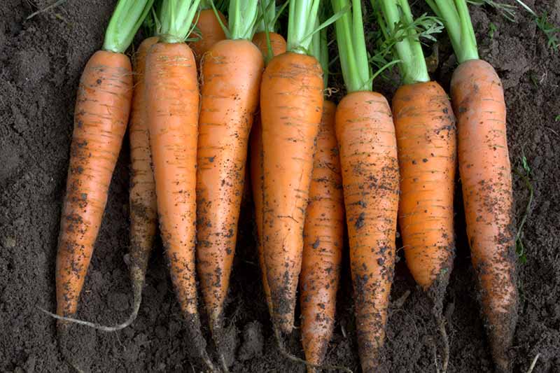 Why Grow Carrots Indoors?
