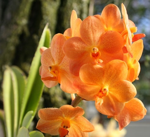 An Orchid Show will Brighten the Botanical Gardens November 10-11