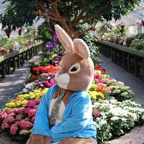 Botanical Bunny Days!
