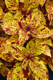 A02. Coleus ‘Charged Up Marble Mania’