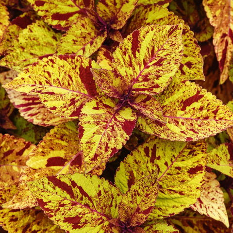 A02. Coleus ‘Charged Up Marble Mania’