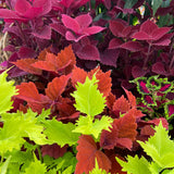 Assorted Green and Red Coleus