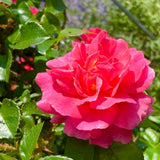 American Garden Rose Selections Trial