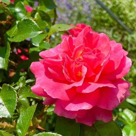 American Garden Rose Selections Trial