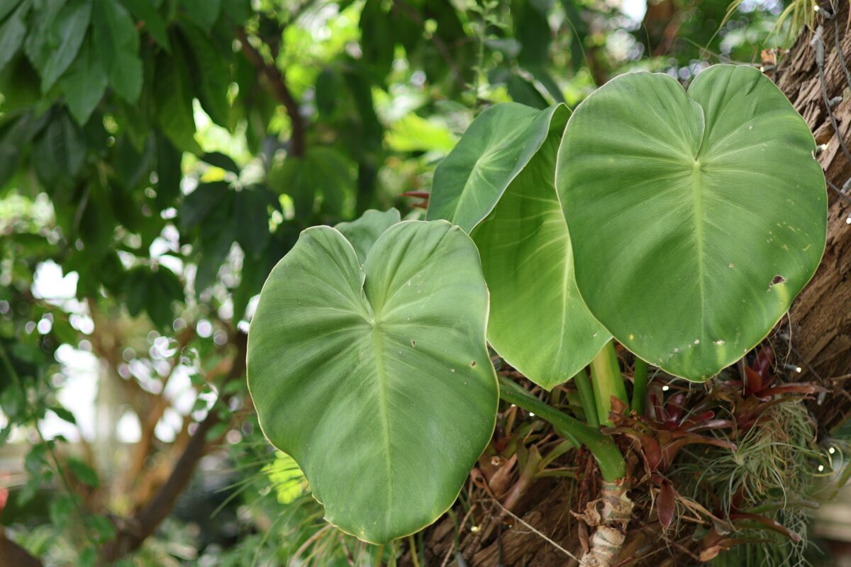 Large leaves growing on an arbor in the Buffalo and Erie County Botanical Gardens.