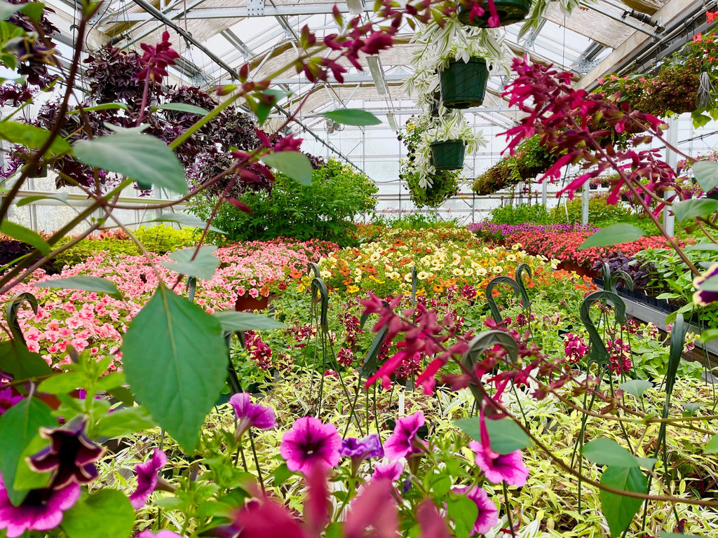Botanical Gardens Announces New ‘One-Stop, Mom-Shop’ Plant and Vendor Sale for Mother’s Day and the Return of the Great Plant Sale On-Site 
