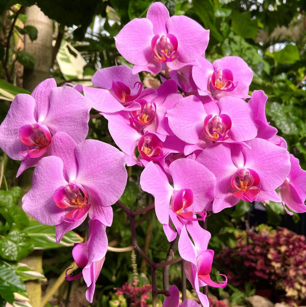 Orchid Show Returns to the Buffalo Botanical Gardens!