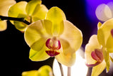 Orchids After Dark