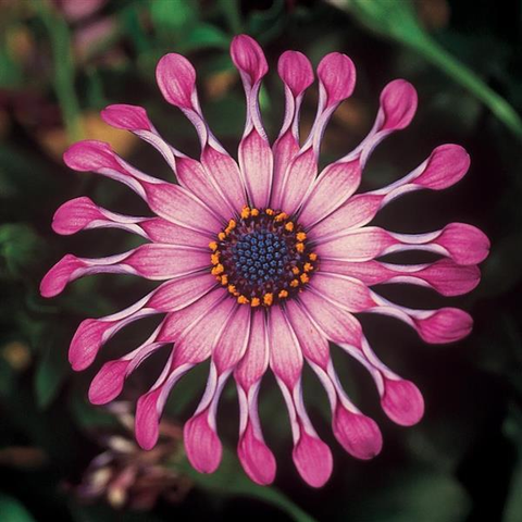 A15. Osteospermum ecklonis ‘FlowerPower™ Spider Pink’