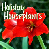 Holiday Houseplants