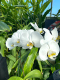 Orchid Exhibit