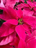 Poinsettias After Dark: Dimensions