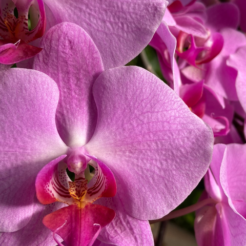 Orchid Exhibit