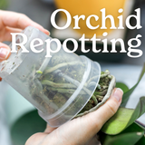 Orchid Repotting