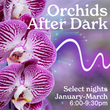 Orchids After Dark
