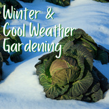 Winter and Cool Weather Gardening