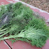 VH11. Bear Necessities Kale, Brassica napus ‘Bear Necessities’