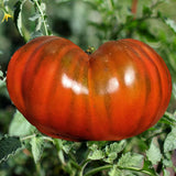 VH23. Paul Robeson Tomato, Lycopersicon lycopersicum ‘Paul Robeson’