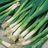 VH03. Bunching Onion, Allium fistulosum ‘Evergreen Hardy Bunching’