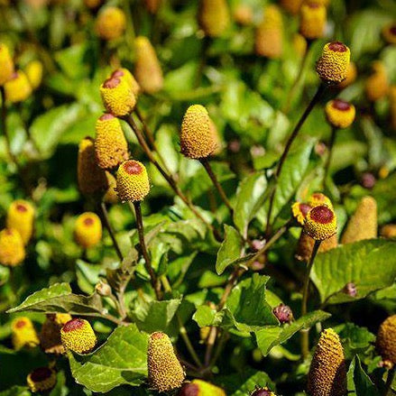 VH44. Toothache Plant, Spilanthes acmella  ‘Bull’s Eye’