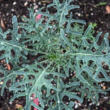 VH08. Jagallo Nero Kale, Brassica oleracea ‘Jagallo Nero’