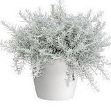 A02. Curry Plant - Helichrysum italicum ‘Silver Stitch’