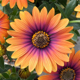 A03. Zion Purple Sun African Daisy - Osteospermum ecklonis ‘Zion Purple Sun’