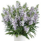 A06. Summer Snapdragon - Angelonia angustifolia ‘Alonia Bicolor Violet’