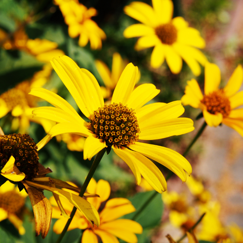 P11. Oxeye Sunflower - Heliopsis helianthoides ‘Loraine Sunshine’