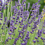 P13. English Lavender - Lavandula angustifolia ‘Munstead’