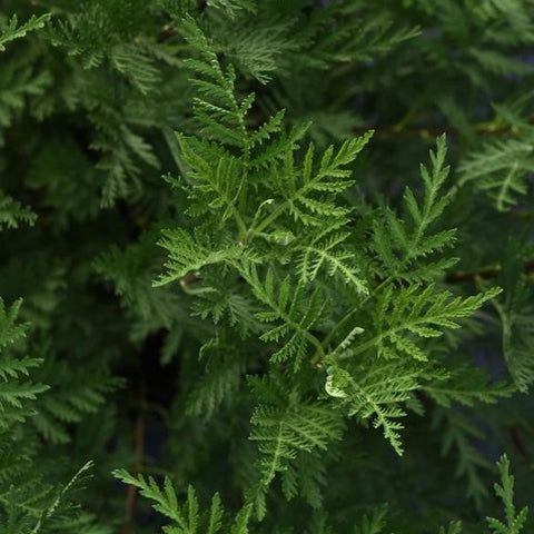 P01. Gmelin’s Wormwood - Artemisia gmelinii ‘SunFern Olympia’