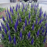 P14. Spiked Speedwell - Veronica spicata ‘Royal Candles’