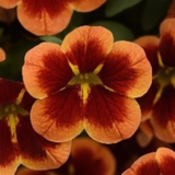A07. Million Bells - Calibrachoa hybrida ‘Bumble Bee Orange’