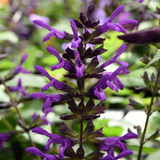 A10. Anise Sage - Salvia guaranitica ‘Purple and Bloom’
