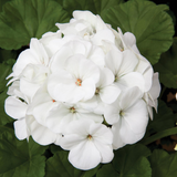A11WHITE. White Garden Geranium - Pelargonium x hortorum