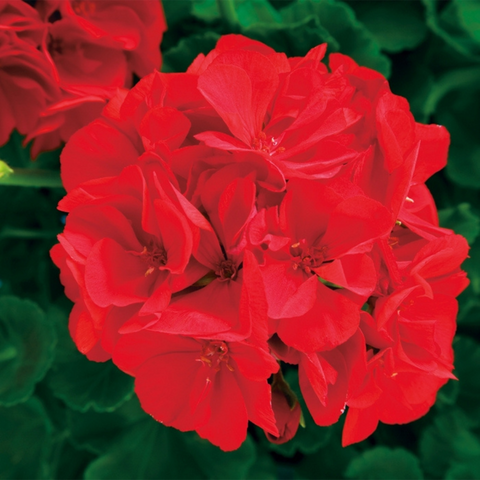A11RED. Red Garden Geranium - Pelargonium x hortorum