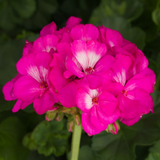 A11PINK. Pink Garden Geranium - Pelargonium x hortorum