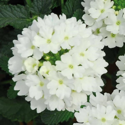 A12WHITE. White Verbena - Verbena ‘Lascar'