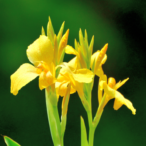 A24YELLOW. Yellow Canna Lily - Canna indica