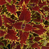 Assorted Green and Red Coleus