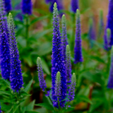P14. Spiked Speedwell - Veronica spicata ‘Royal Candles’